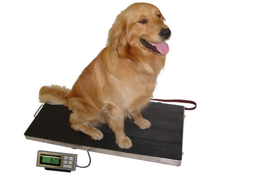 Thép không gỉ 304 Base Platter 150kg Dog Cân Cân